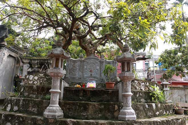 Độc đáo cây nhãn tổ Hưng Yên - 1