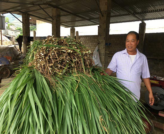 Ở nơi heo hút, giàu nhất bản nhờ nuôi trâu nhốt chuồng - 3