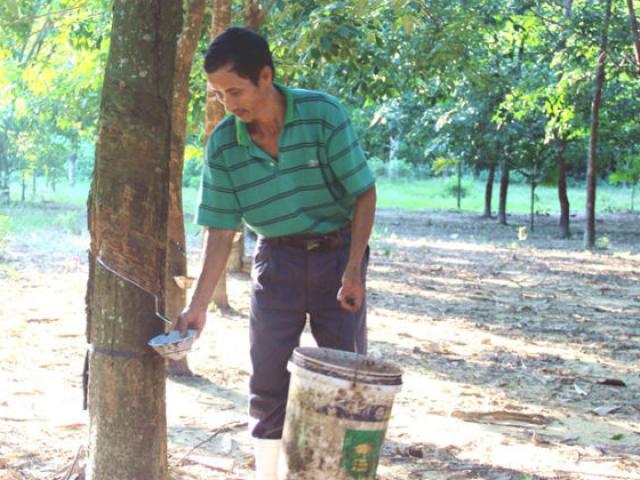 Thị trường - Tiêu dùng - Nông dân lao đao vì mủ cao su rớt giá