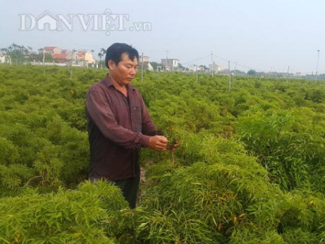 Thị trường - Tiêu dùng - Trồng bạt ngàn "sâm của người nghèo", cứ 1 sào lãi hơn 15 triệu