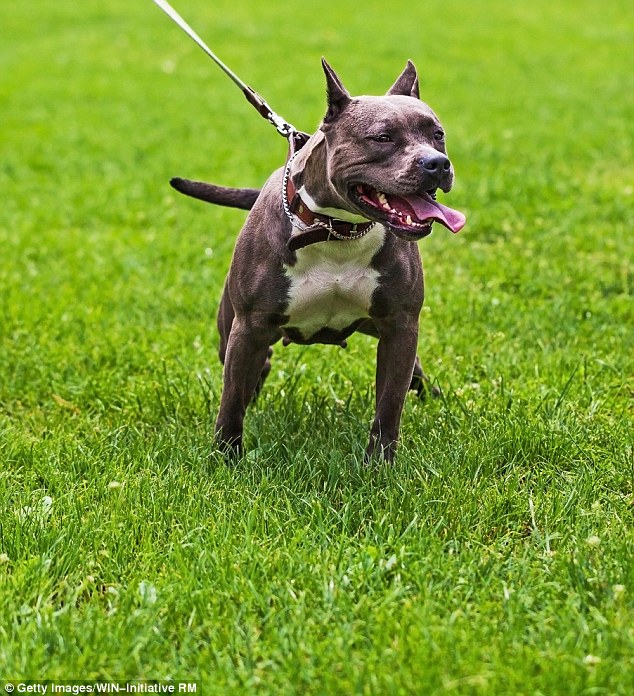 Mỹ: Đi thể dục, bị cặp chó pit pull hàng xóm cắn tới chết - 1