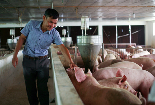 Giá lợn hơi tăng, Cục Chăn nuôi khẳng định ngành nuôi lợn thắng lớn - 1