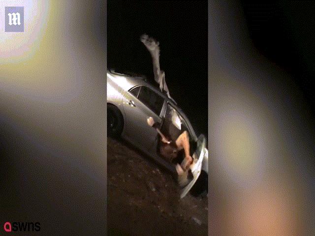 Media - Khoảnh khắc kỳ quái khi lạc đà bị mắc kẹt bên trong ô tô