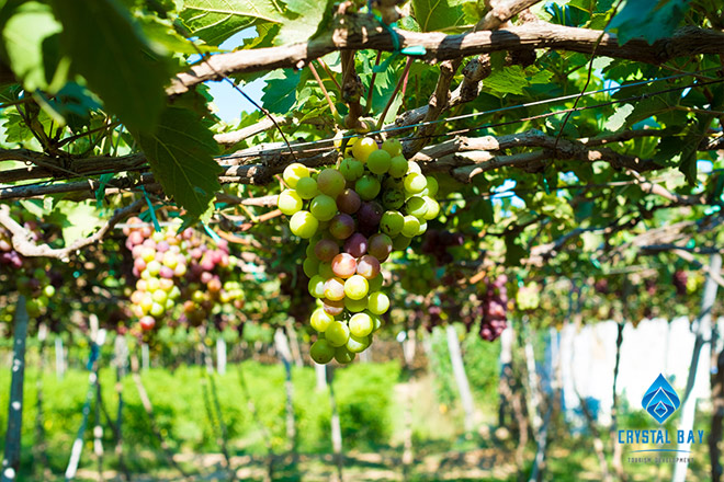 Ninh Thuận: Xứ sở diệu kỳ của miền Trung - 1