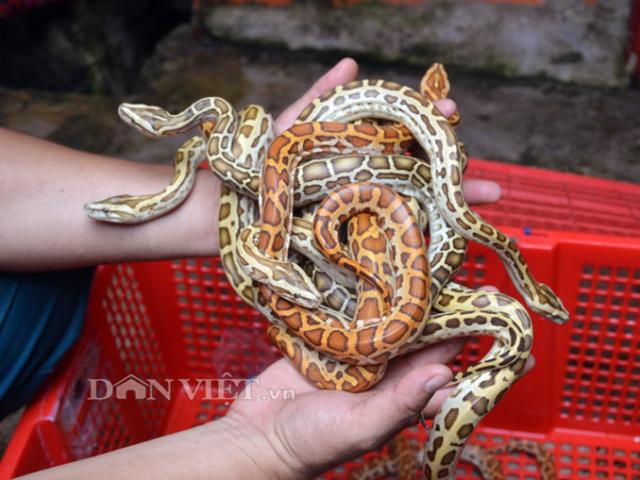 Thị trường - Tiêu dùng - Trang trại "khủng" nuôi con trơn trơn đột biến độc lạ ở xứ Đất Mũi