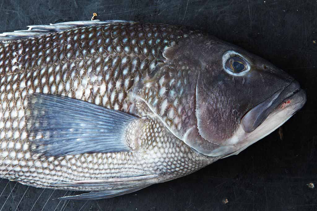 Bí quyết chọn cá tươi ngon, không sợ mua nhầm cá ươn - 2