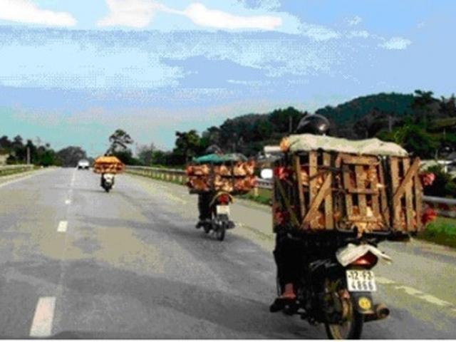 Thị trường - Tiêu dùng - Mang sọt tre "gánh" gà con ủ rũ, chết từ Trung Quốc vào Việt Nam