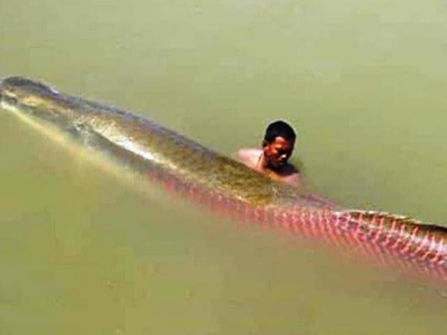 Tin tức trong ngày - Liên tiếp bắt được cá hải tượng "khủng" trên sông Vàm Cỏ Đông