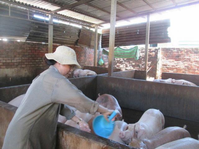 Thị trường - Tiêu dùng - Giá thịt heo tăng cao kỷ lục, gấp đôi thời kỳ "giải cứu"