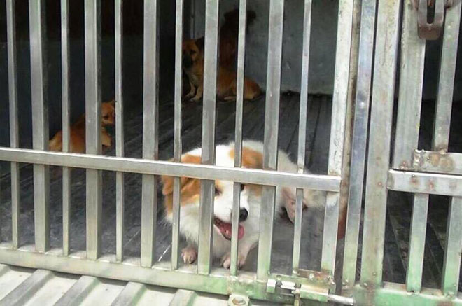 Chó cưng thả rông ở trung tâm Sài Gòn bị bắt vào lồng trong “chớp mắt” - 3