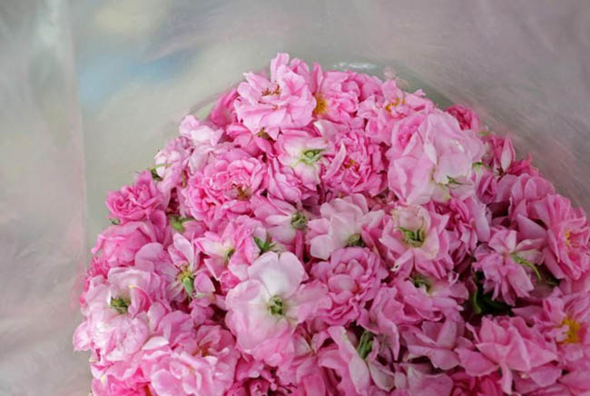 Bulgaria và thung lũng hoa hồng thơ mộng - 14