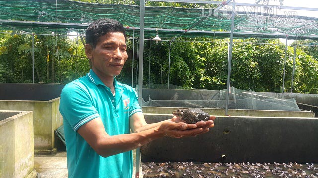 U50 kiếm hàng trăm triệu/năm nhờ nuôi ếch Thái Lan - 1