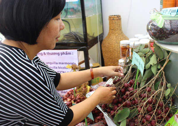 Đau xót: Chưa thể đăng ký bảo hộ giống nhãn tím vì... thiếu tiền - 1