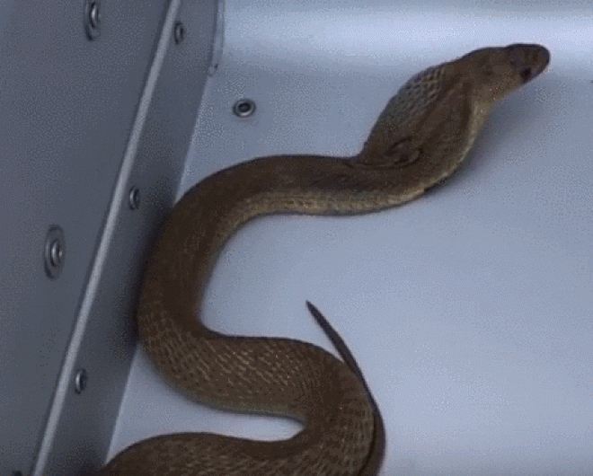 SỐC: Người đàn ông dùng môtô nửa tỷ chuyên chở rắn kịch độc - 1