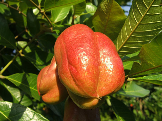 Đừng cố bất chấp ăn những món này, có ngày phải trả giá bằng cả tính mạng - 11