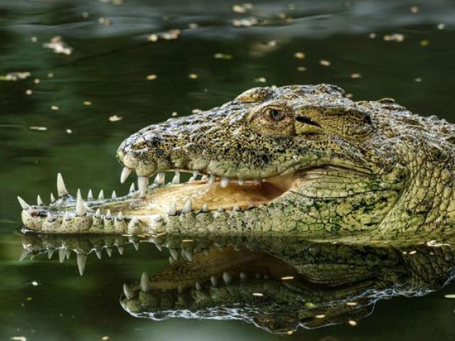 Thế giới - Cá sấu mang tật cả đời sau trận "tử chiến" với đồng loại