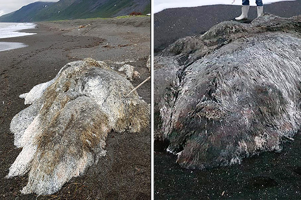 Video: Quái vật biển không đầu, không mắt, lớn gấp 3 người thường ở Nga - 2