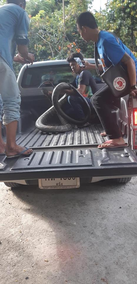 Bắt được hổ mang chúa dài 5m ở Thái Lan, dân kính cẩn gọi là &#34;ông&#34; - 4