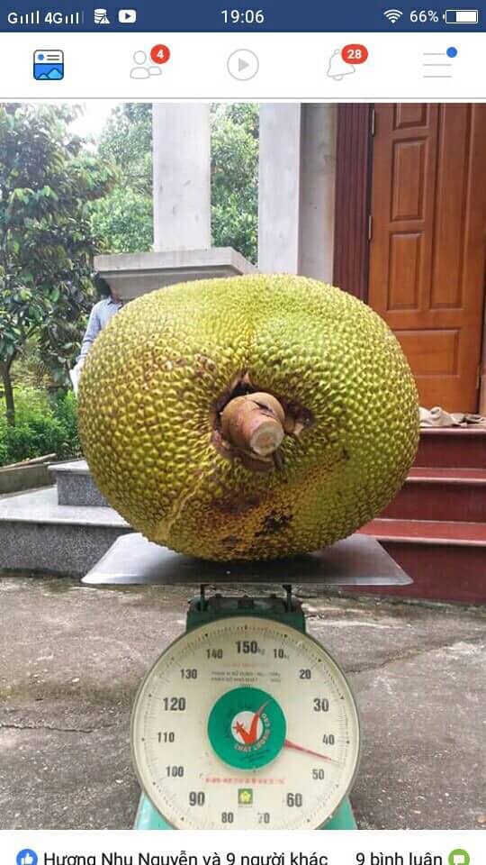 Tròn mắt xem quả mít khổng lồ, nặng gần 50kg ở Hà Nội - 2