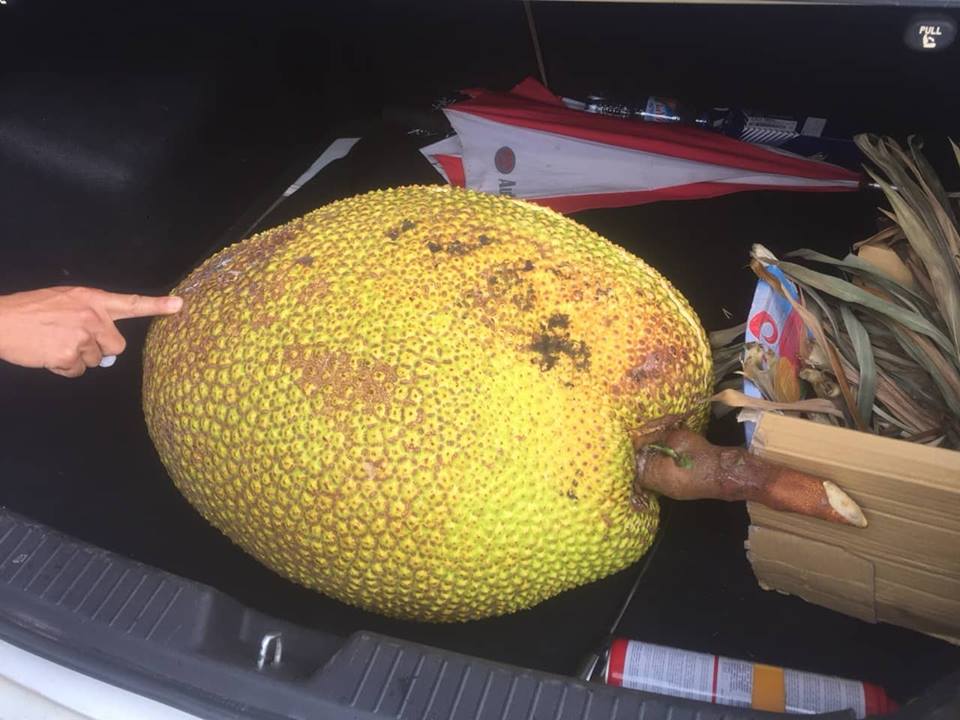 Tròn mắt xem quả mít khổng lồ, nặng gần 50kg ở Hà Nội - 1