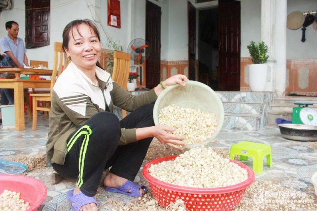 Vào mùa hành tăm, lá thông rụng bỗng đắt như "vàng" - 1