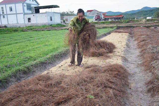 Vào mùa hành tăm, lá thông rụng bỗng đắt như "vàng" - 2