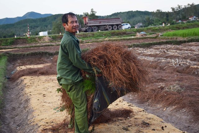 Vào mùa hành tăm, lá thông rụng bỗng đắt như "vàng" - 3