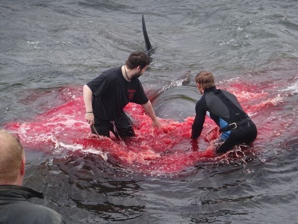 Cảnh thảm sát một lúc hơn 180 cá voi nhuộm đỏ vùng biển Đan Mạch - 1