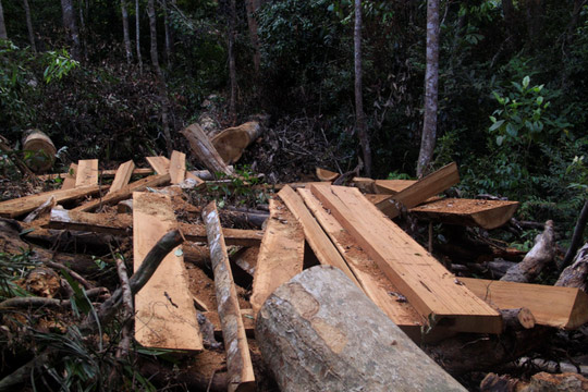 Bình Định: Yêu cầu kỷ luật cán bộ để xảy ra phá rừng cổ thụ - 1