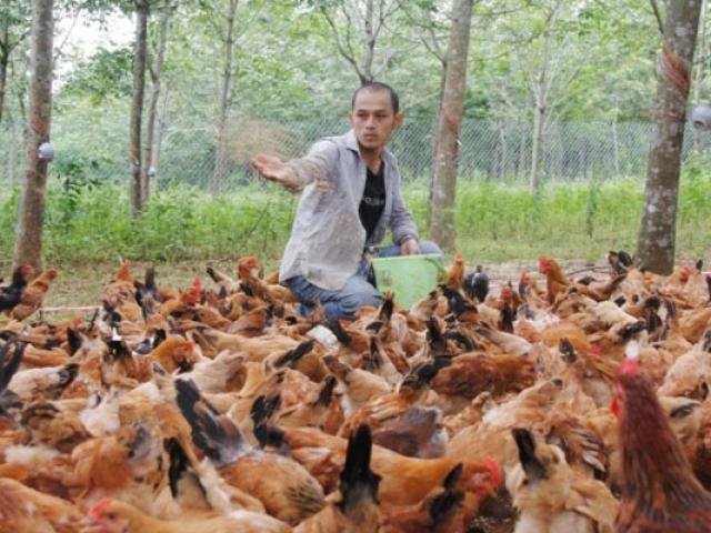 Thị trường - Tiêu dùng - "Trộm" 10 triệu của vợ mang đi ươm cây, 8X thành triệu phú