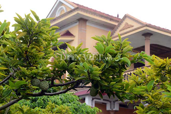 Ngắm những vườn na bạc tỷ rộng cả mấy ha giúp chủ xây biệt thự - 3