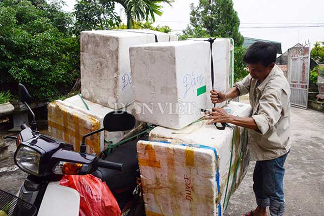Ngắm những vườn na bạc tỷ rộng cả mấy ha giúp chủ xây biệt thự - 9