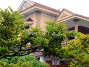 Thị trường - Tiêu dùng - Ngắm những vườn na bạc tỷ rộng cả mấy ha giúp chủ xây biệt thự