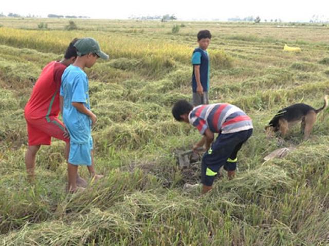 Thị trường - Tiêu dùng - Về miền Tây mùa lũ, xem "thợ săn" chuột đồng “hốt bạc”