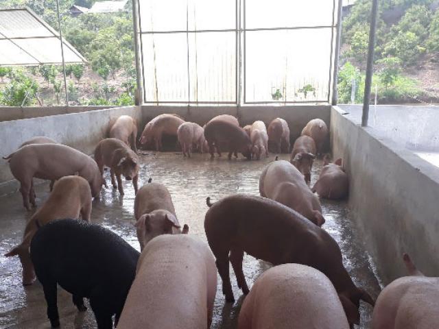 Thị trường - Tiêu dùng - Cử nhân bỏ phố về quê nuôi lợn, trồng cây làm giàu