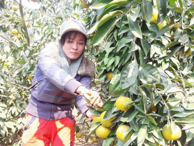 Thị trường - Tiêu dùng - Đổi đời nhờ trồng cây "quả vàng" trên vùng đất bạc