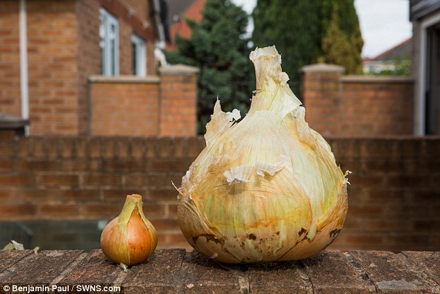 Trồng được củ hành khổng lồ, đủ cho 30 người ăn - 2