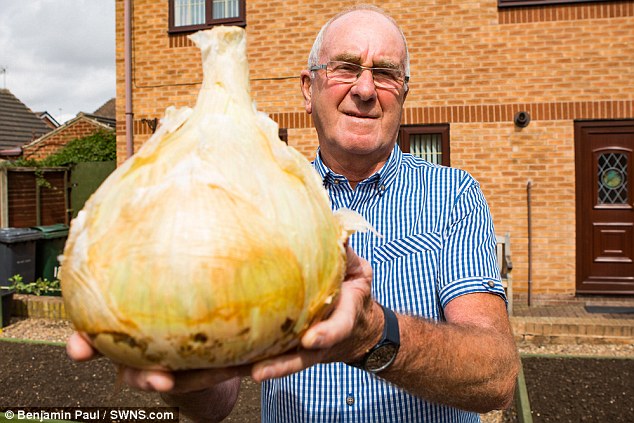 Trồng được củ hành khổng lồ, đủ cho 30 người ăn - 1