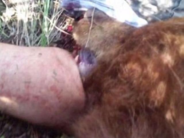 Mỹ: Gấu khổng lồ dù bị bắn chết vẫn cắn chặt người