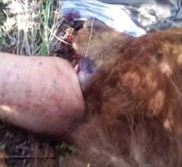 Mỹ: Gấu khổng lồ dù bị bắn chết vẫn cắn chặt người - 1