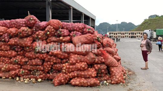 VIDEO điều tra: Đường đi của nông sản Trung Quốc nhái Đà Lạt - 3