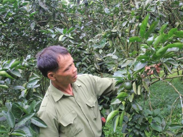 Thị trường - Tiêu dùng - Thu gần 1 tỷ đồng từ vườn cam đặc sản