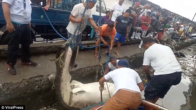 Philippines: Thảm cảnh cá mập voi nặng 2 tấn chết, ngập trong rác - 1