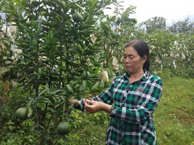 Thị trường - Tiêu dùng - Ổi siêu trái siêu bự, cho 1,5-2 tạ quả/cây thu 200 triệu đồng/năm