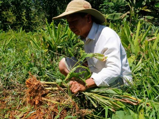 Thị trường - Tiêu dùng - Hơn 100 tấn nghệ của nông dân Quảng Nam cần "giải cứu"