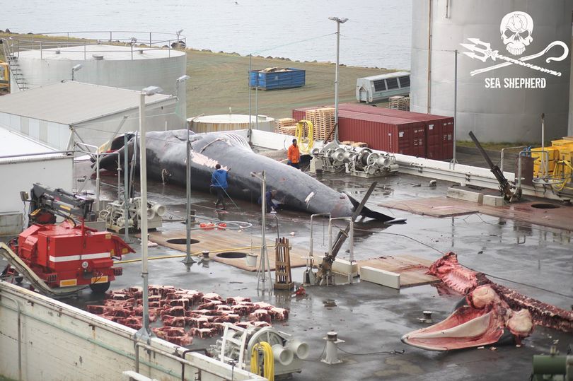 Iceland: Cảnh xẻ thịt cá voi to như tàu ngầm, bào thai vứt thùng rác - 1