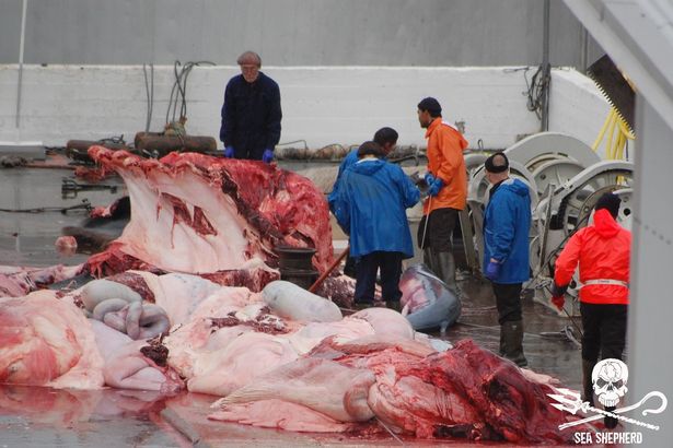 Iceland: Cảnh xẻ thịt cá voi to như tàu ngầm, bào thai vứt thùng rác - 3