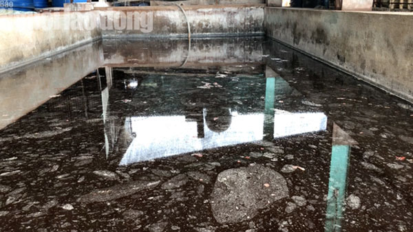 Cận cảnh cơ sở ớt ngâm với muối có lẫn côn trùng ở Sài Gòn - 2