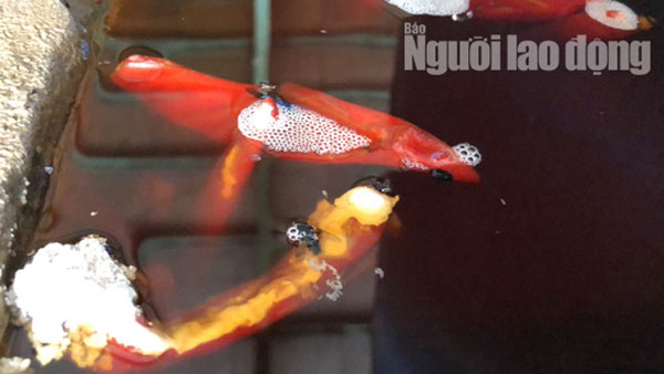 Cận cảnh cơ sở ớt ngâm với muối có lẫn côn trùng ở Sài Gòn - 4