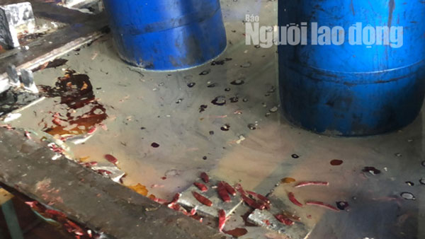 Cận cảnh cơ sở ớt ngâm với muối có lẫn côn trùng ở Sài Gòn - 5